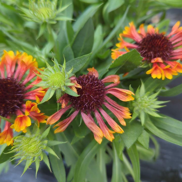 Gaillardia 'Copper Sun' ~ Spintop™ Copper Sun Blanket Flower-ServeScape