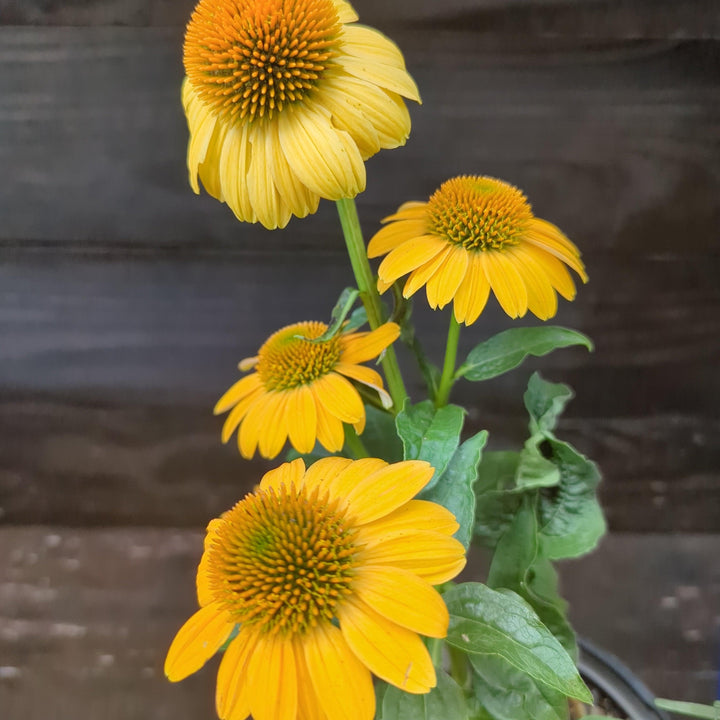 Echinacea 'Balsomold' ~ Sombrero® Granada Gold Coneflower-ServeScape