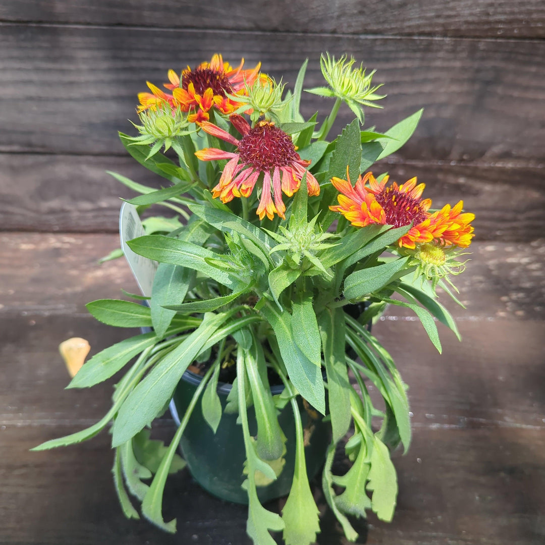 Gaillardia 'Copper Sun' ~ Spintop™ Copper Sun Blanket Flower-ServeScape