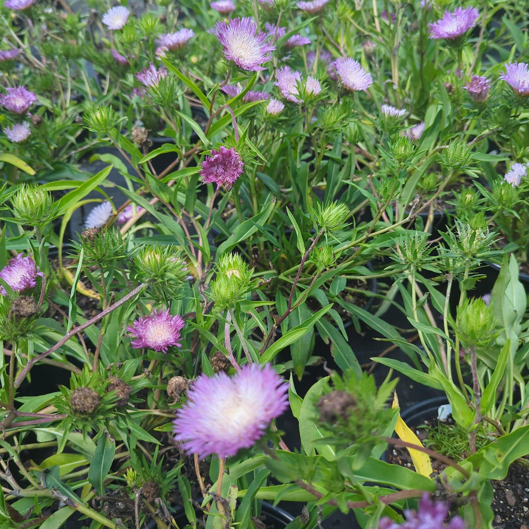 Stokesia laevis 'Colorwheel' ~ Colorwheel Stoke's Aster-ServeScape