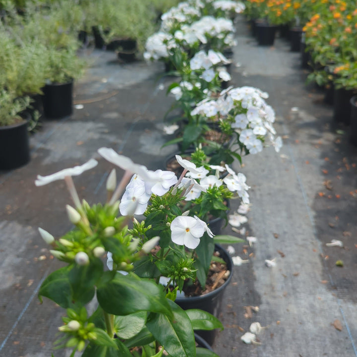 Phlox 'Fashionably Early Crystal' PP28679~ Fashionably Early™ Crystal Phlox-ServeScape