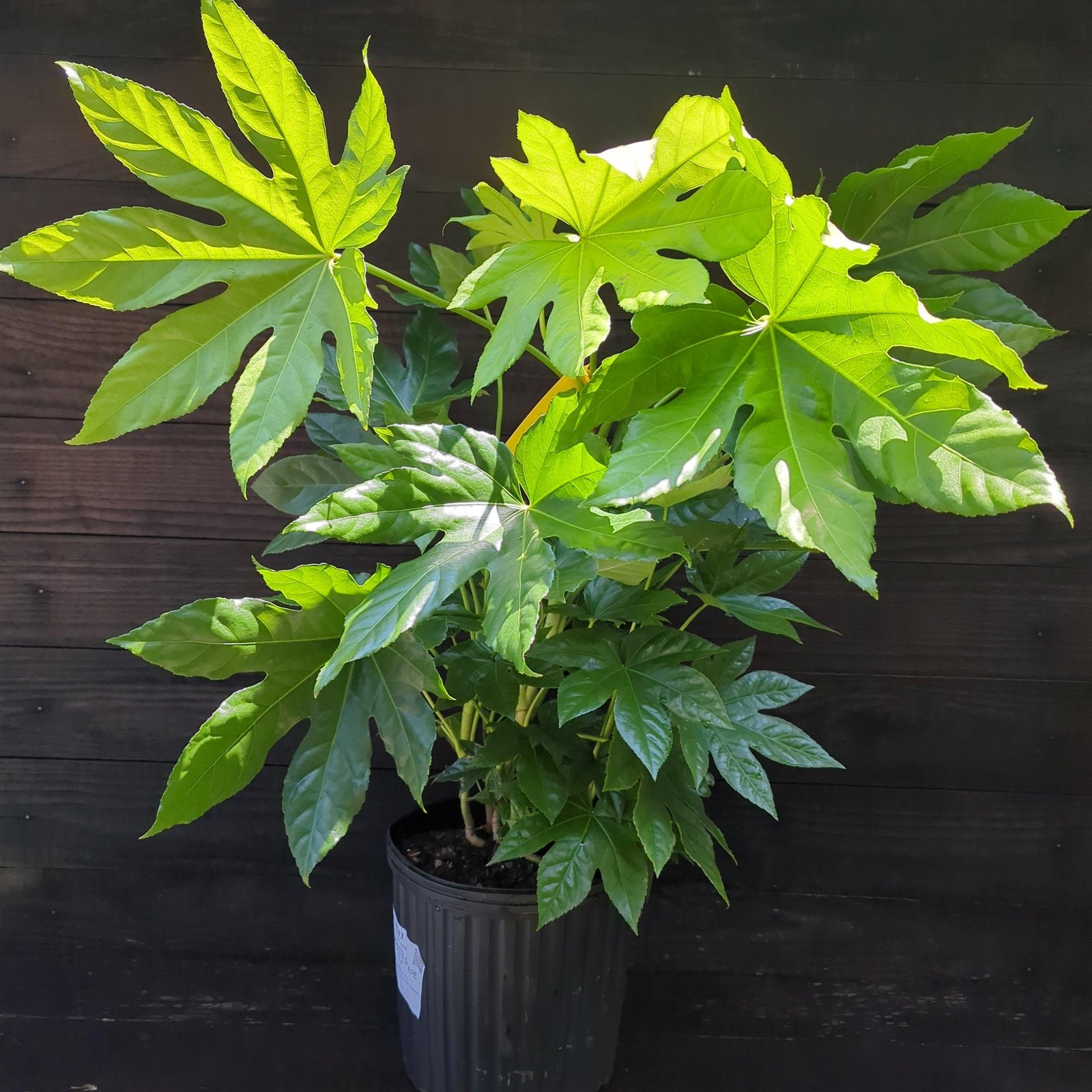 Fatsia Japonica ~ Japanese Aralia, Japanese Fatsia-ServeScape