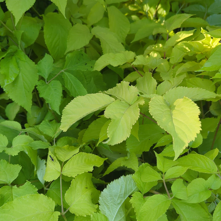 Aralia cordata 'Sun King' ~ Sun King Golden Japanese Spikenard-ServeScape