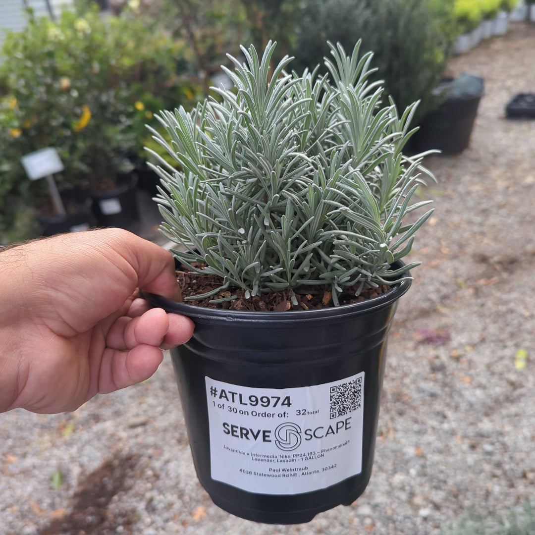 Lavandula × intermedia 'Niko' PP24,193 ~ Phenomenal® Lavender, Lavadin-ServeScape