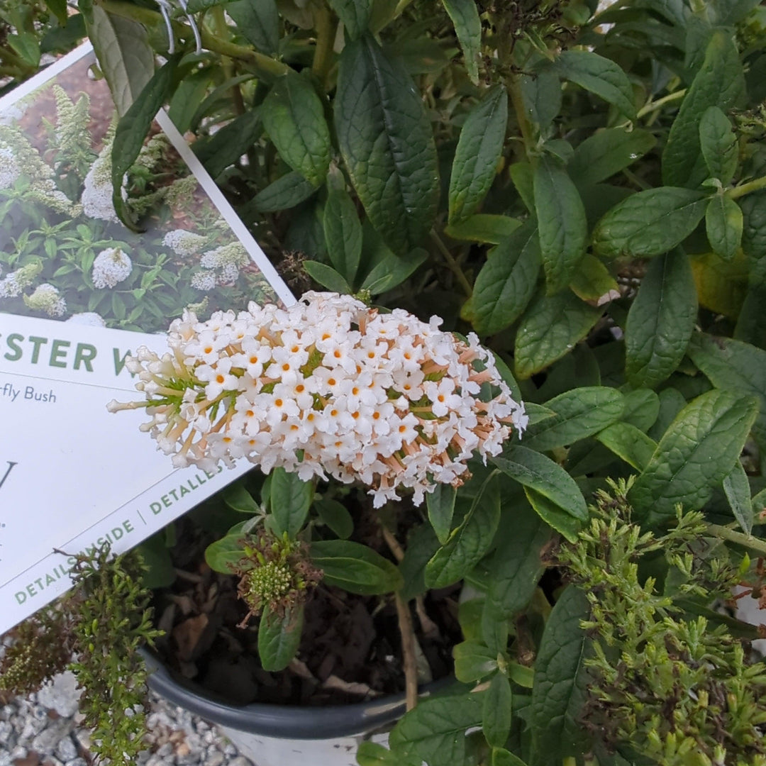 Buddleia x 'SMNBDW' PP 28,795 ~ Pugster White® Butterfly Bush-ServeScape