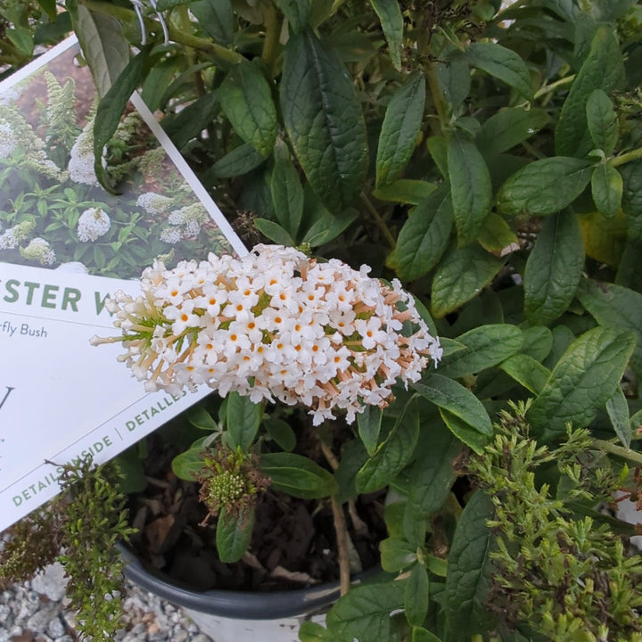 Buddleia x 'SMNBDW' PP 28,795 ~ Pugster White® Butterfly Bush-ServeScape