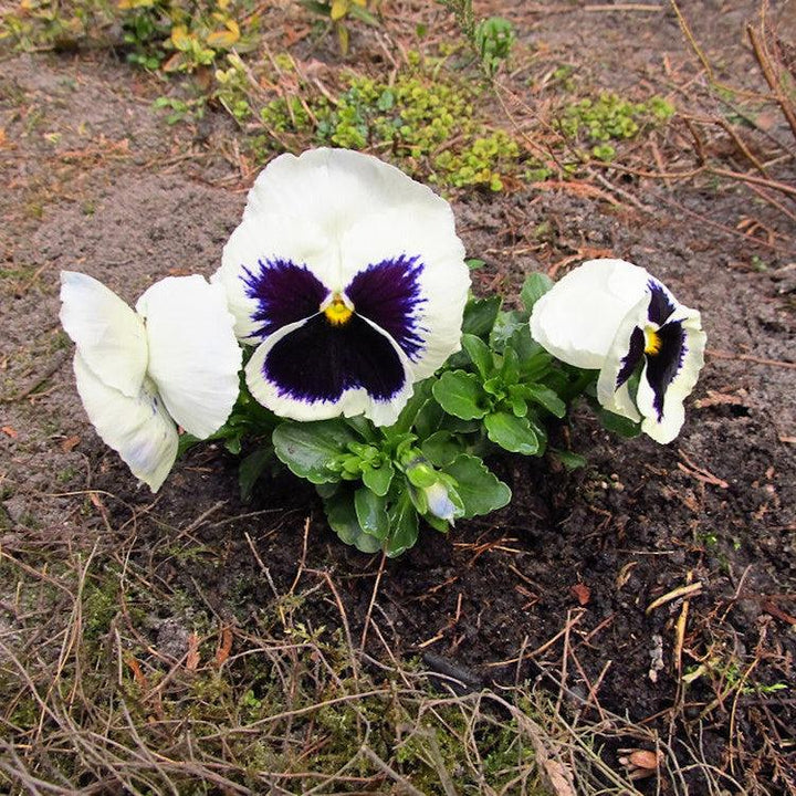 Viola x wittrockiana 'Mammoth Glamarama White' ~ Mammoth™ Glamarama White Pansy-ServeScape