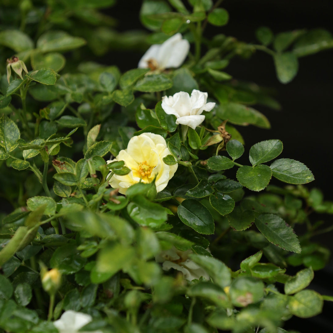 Rosa 'Novarospop' PP#24,773 ~ Popcorn Drift® Rose-ServeScape