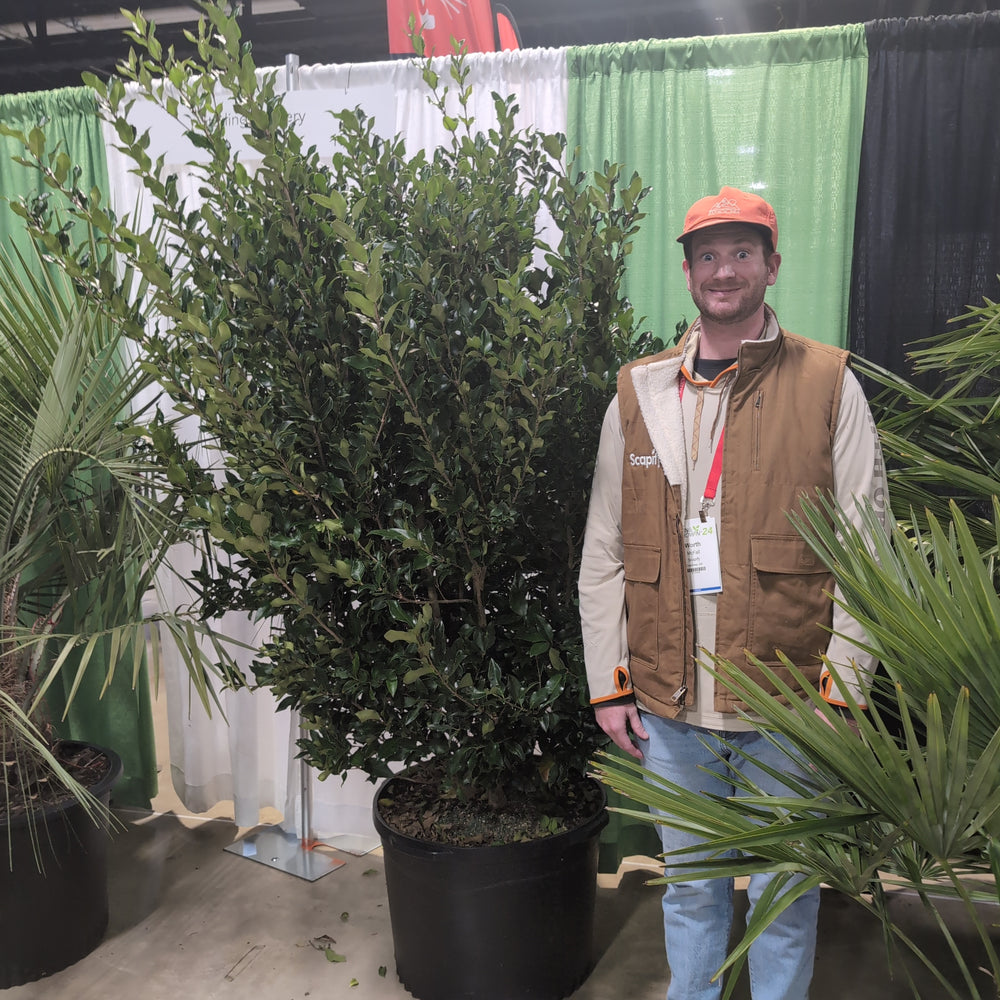 Ligustrum japonicum 'Texanum' ~ Waxleaf Ligustrum-ServeScape