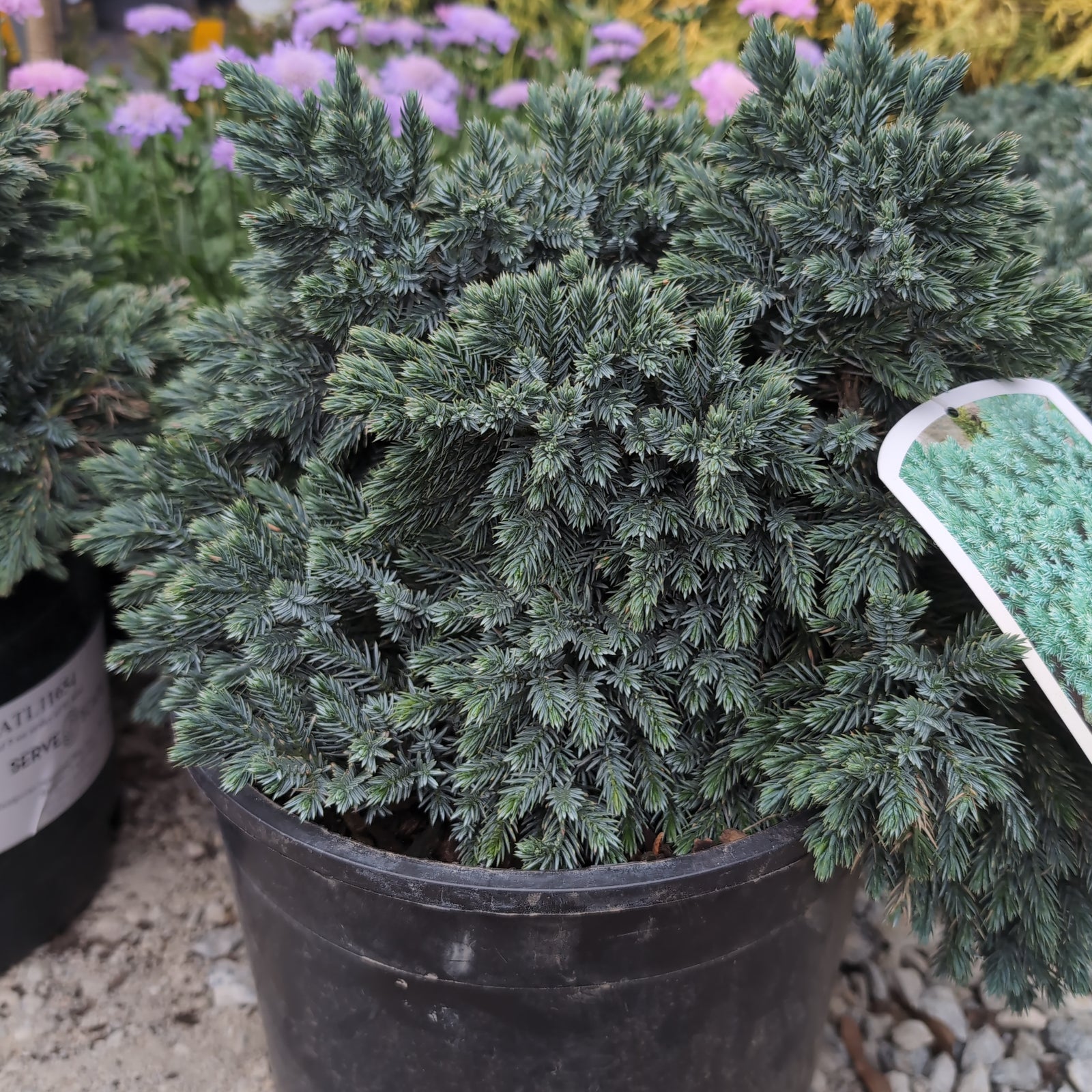 Juniperus squamata 'Blue Star' ~ Blue Star Juniper-ServeScape