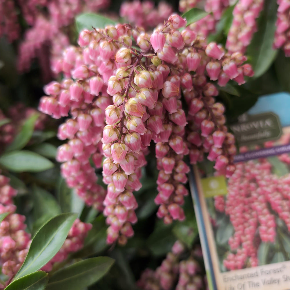 Pieris japonica 'Cabernet' PP #29,130 ~ Monrovia® Enchanted Forest® Gay Goblin™ Pieris-ServeScape