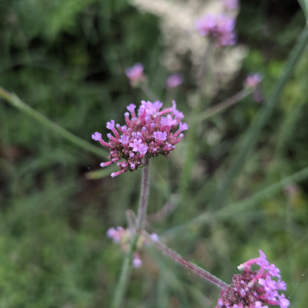 Verbena bonariensis 'Lollipop' ~ Lollipop Verbena-ServeScape