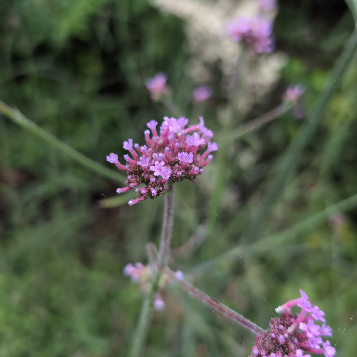 Verbena bonariensis 'Lollipop' ~ Lollipop Verbena-ServeScape