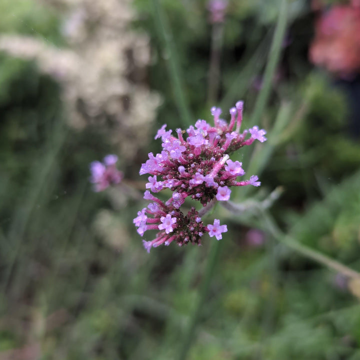 Verbena bonariensis 'Lollipop' ~ Lollipop Verbena-ServeScape