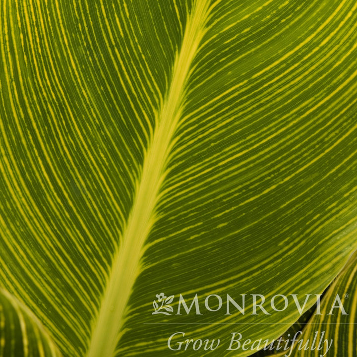 Canna indica 'Mactro' PP #13,809 ~ Monrovia® Tropicanna® Gold Canna Lily-ServeScape