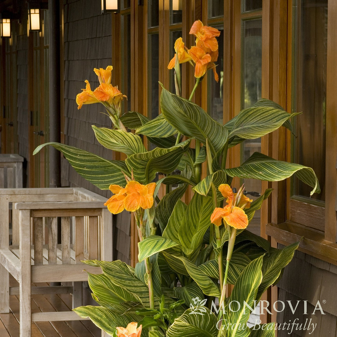 Canna indica 'Mactro' PP #13,809 ~ Monrovia® Tropicanna® Gold Canna Lily-ServeScape