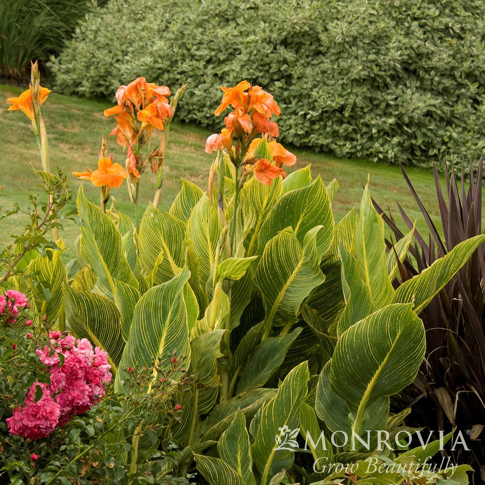 Canna indica 'Mactro' PP #13,809 ~ Monrovia® Tropicanna® Gold Canna Lily-ServeScape