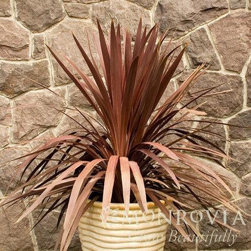 Cordyline australis 'Red Star' ~ Monrovia® Red Star Cordyline-ServeScape