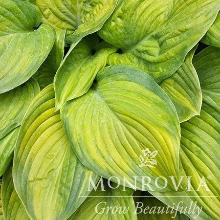 Hosta 'Guacamole' ~ Monrovia® Guacamole Hosta-ServeScape
