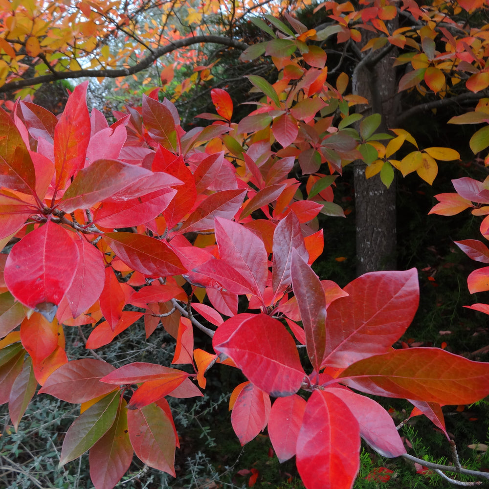 Nyssa sylvatica 'The James' ~ Forest Fire™ Blackgum-ServeScape