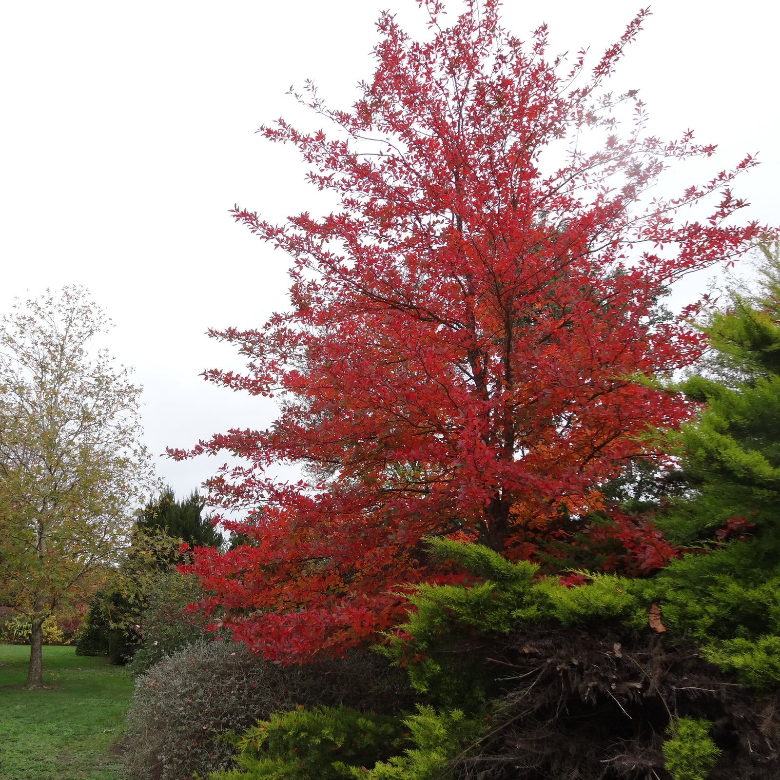 Nyssa sylvatica 'The James' ~ Forest Fire™ Blackgum-ServeScape