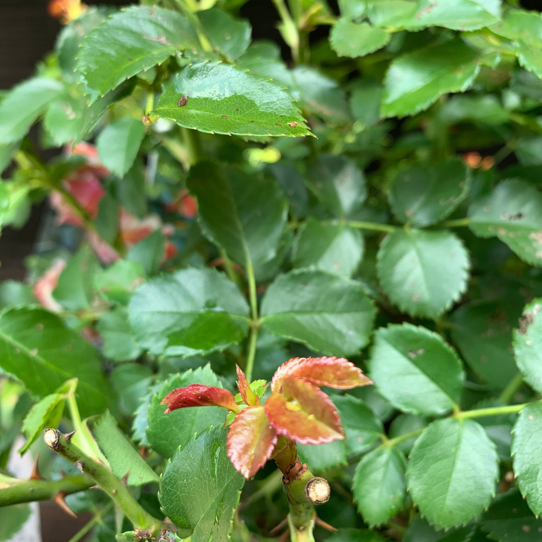 Rosa x 'RUIRI0091A' PP33,152 ~ Monrovia® Nitty Gritty™ Peach Rose-ServeScape