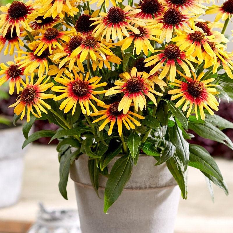 Echinacea 'Ipecssts' ~ SunSeekers® Tequila Sunrise Coneflower-ServeScape