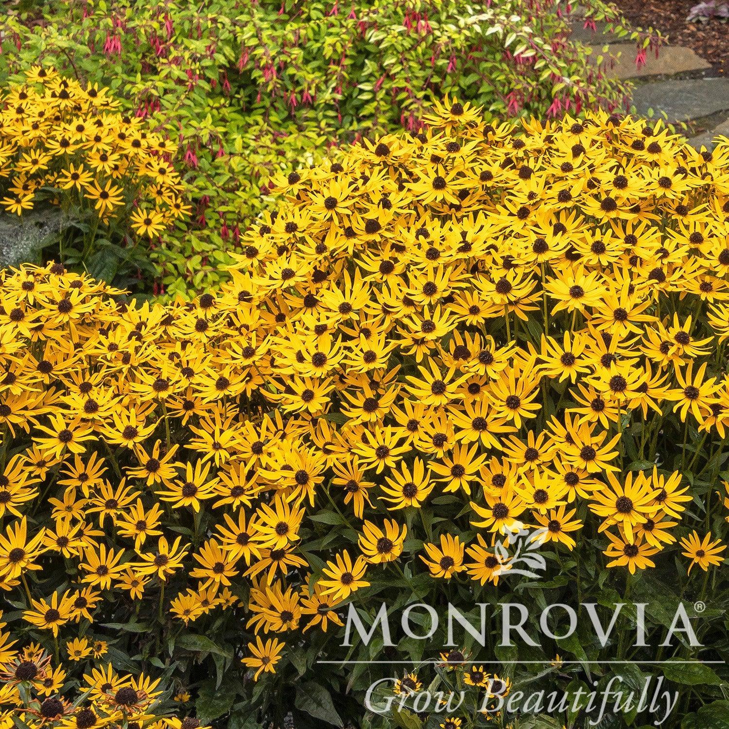 Rudbeckia fulgida 'Little Goldstar' ~ Monrovia® Little Goldstar Black-Eyed Susan-ServeScape