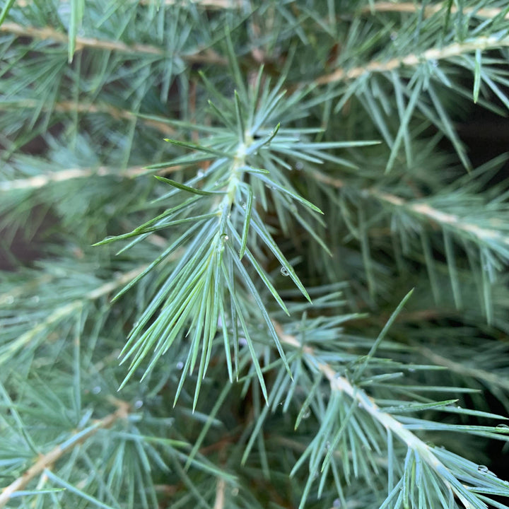 Cedrus deodara ~ Deodar Cedar-ServeScape