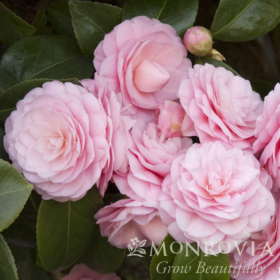 Camellia japonica 'Pearl Maxwell' ~ Monrovia® Pearl Maxwell Camellia-ServeScape