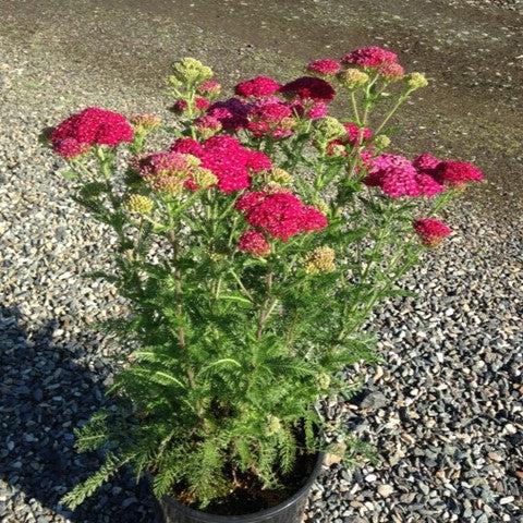 Achillea millefolium 'Strawberry Seduction' ~ Strawberry Seduction Yarrow-ServeScape