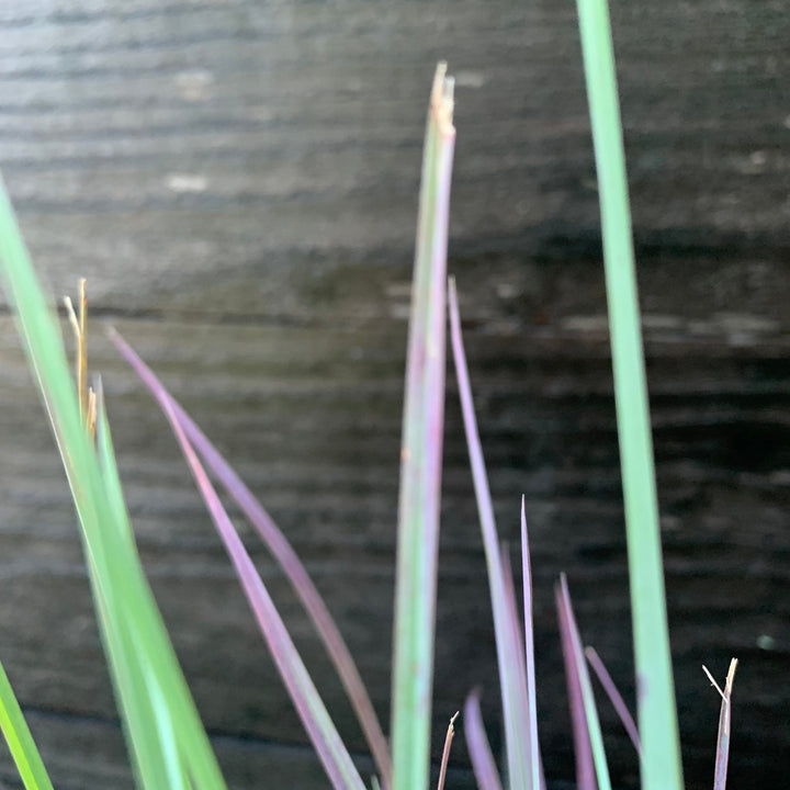 Schizachyrium scoparium 'Standing Ovation' ~ Standing Ovation Little Bluestem-ServeScape