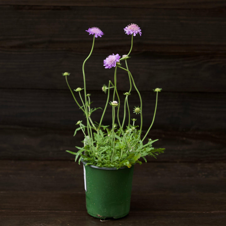 Scabiosa columbaria 'Butterfly Blue' ~ Butterfly Blue Pincushion Flower-ServeScape