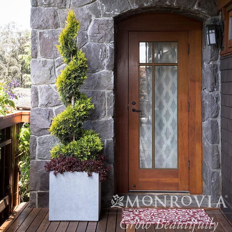 Thuja x 'MonPin' PP #25,363 ~ Monrovia® Ember Waves® Western Arborvitae-ServeScape