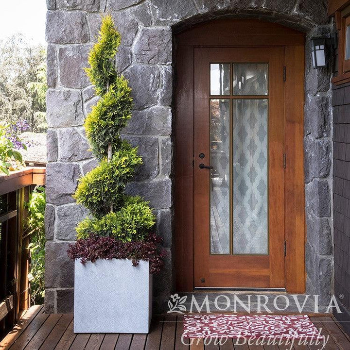 Thuja x 'MonPin' PP #25,363 ~ Monrovia® Ember Waves® Western Arborvitae-ServeScape