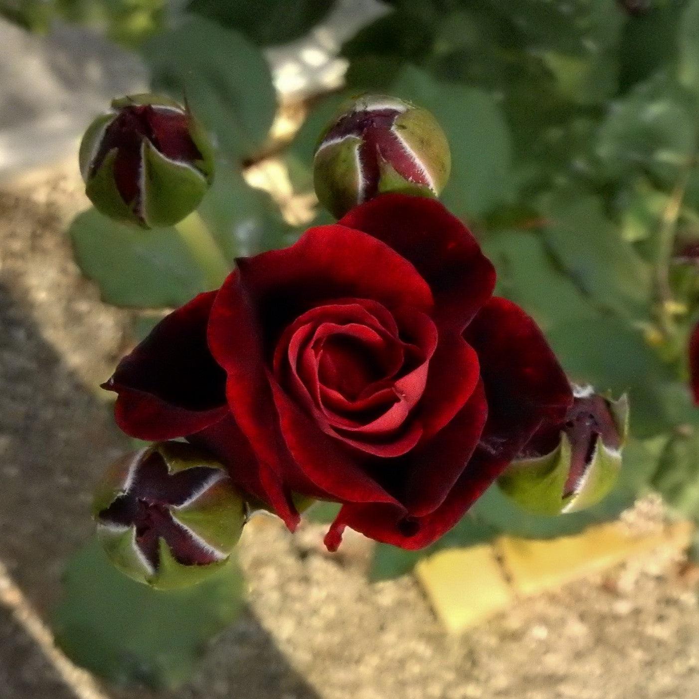 Rosa 'Don Juan' ~ Don Juan Rose-ServeScape