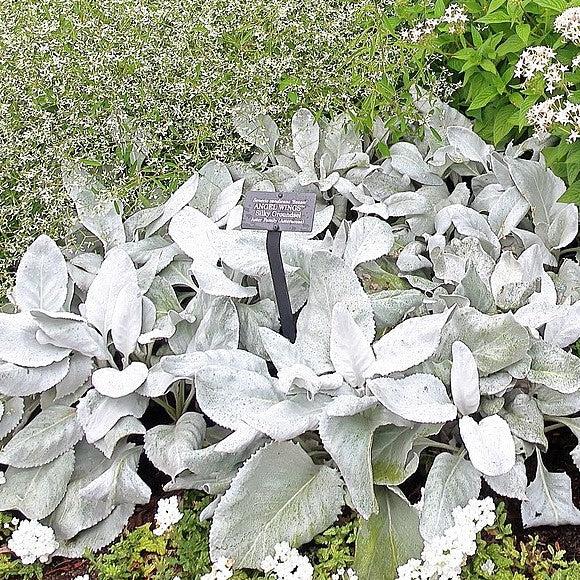 Senecio candicans 'Senaw' ~ Angel Wings® Senecio-ServeScape