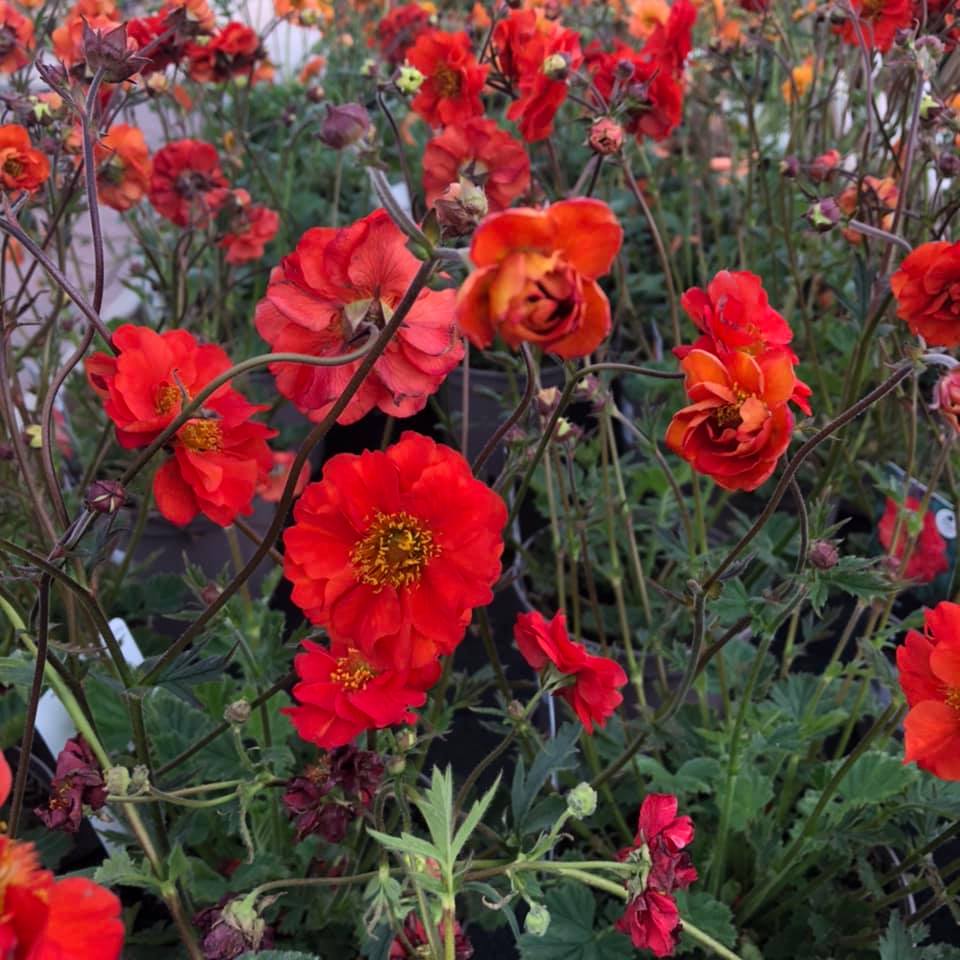 Geum 'Macgeu005' ~ Fiery Tempest® Avens-ServeScape
