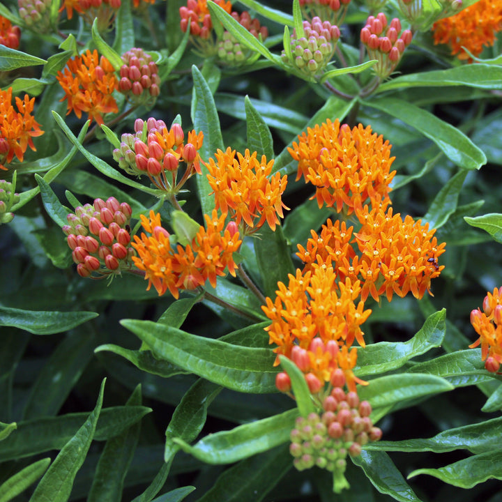 Asclepias tuberosa ~ Butterfly Weed-ServeScape