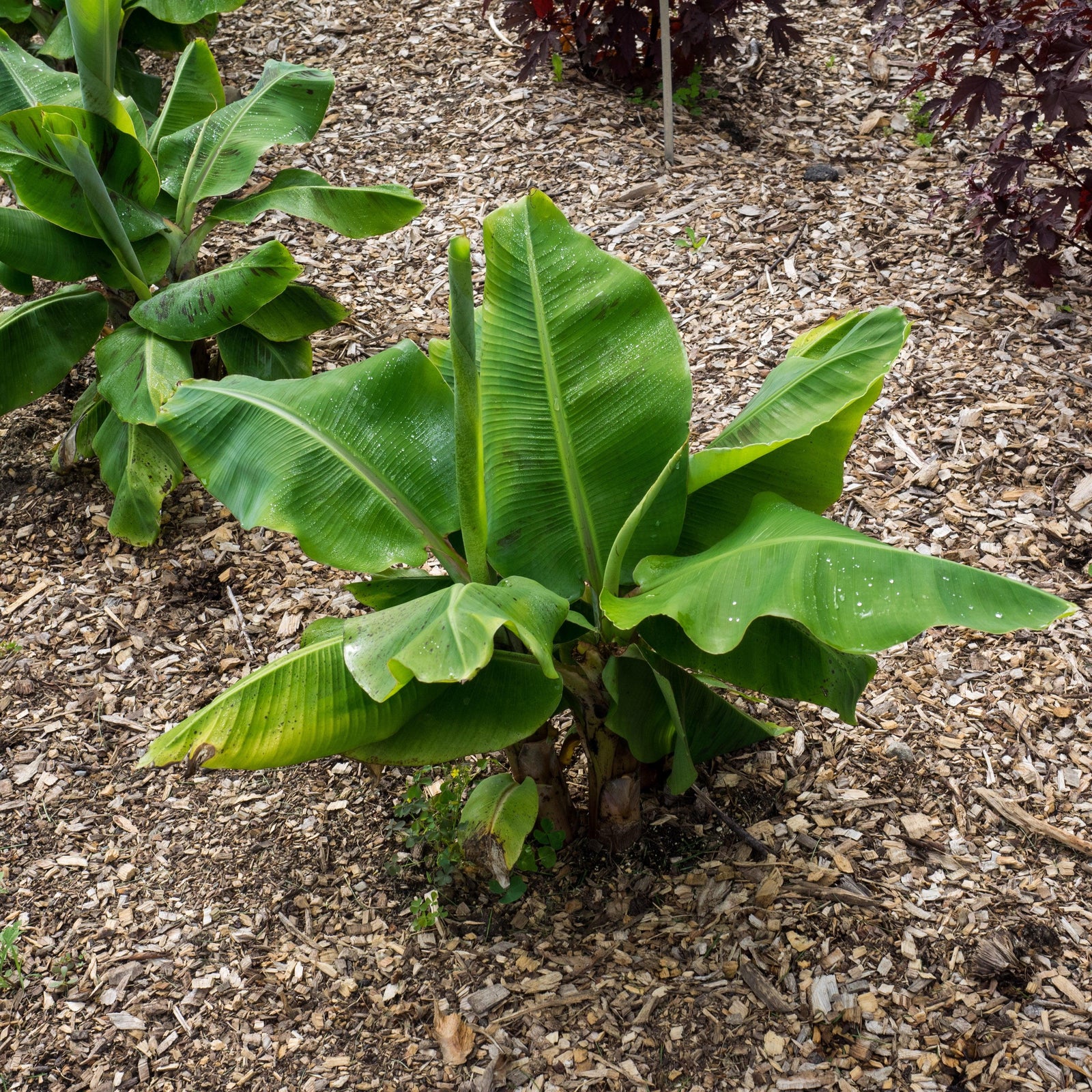 Musa acuminata ‘Super Dwarf’ ~ Monrovia® Super Dwarf™ Banana-ServeScape