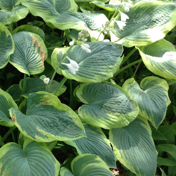 Hosta 'Terms of Endearment' ~ Terms of Endearment Hosta-ServeScape