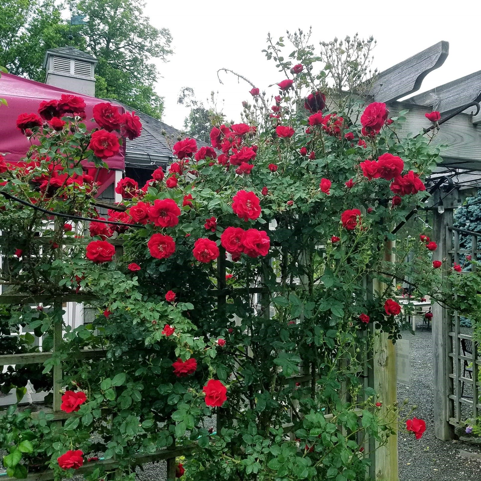 Rosa 'RADramblin' ~ Ramblin' Red® Rose-ServeScape