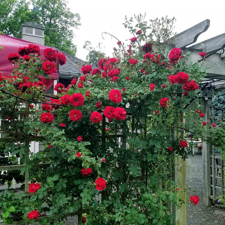 Rosa 'RADramblin' ~ Ramblin' Red® Rose-ServeScape