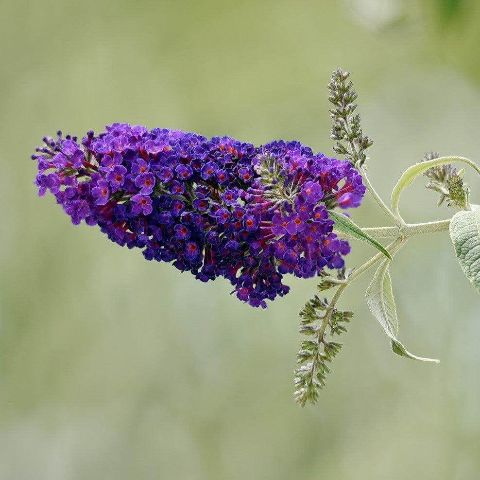 Buddleia davidii 'Griffin Blue' ~ Griffin Blue Butterfly Bush-ServeScape