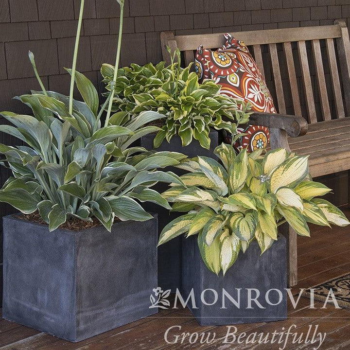 Hosta 'Great Expectations' ~ Monrovia® Great Expectations Hosta-ServeScape