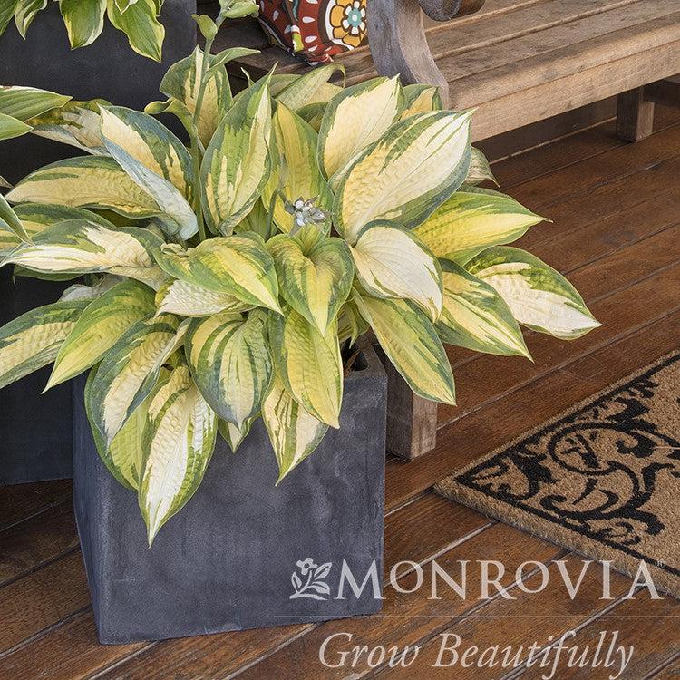 Hosta 'Great Expectations' ~ Monrovia® Great Expectations Hosta-ServeScape