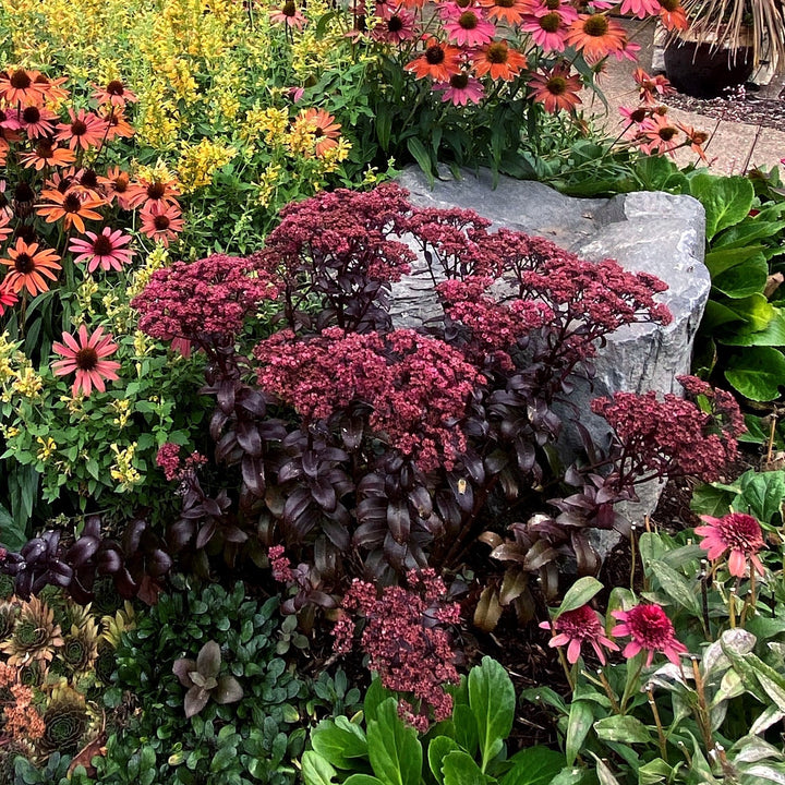 Sedum telephium 'Dark Magic' PP #27,619 ~ Monrovia® Dark Magic Sedum-ServeScape