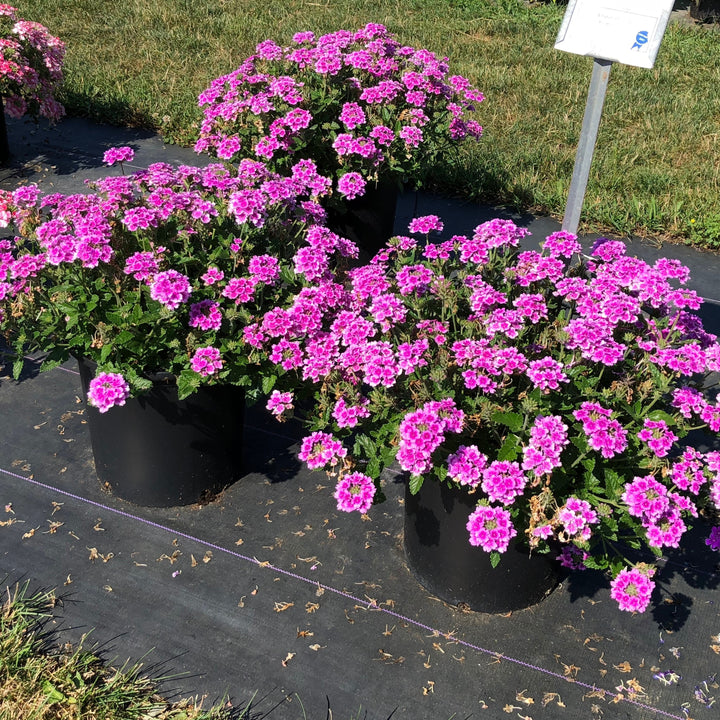 Verbena x hybrida 'Balendpibi' PP #28,455 ~ Monrovia® EnduraScape™ Pink Bicolor Verbena-ServeScape