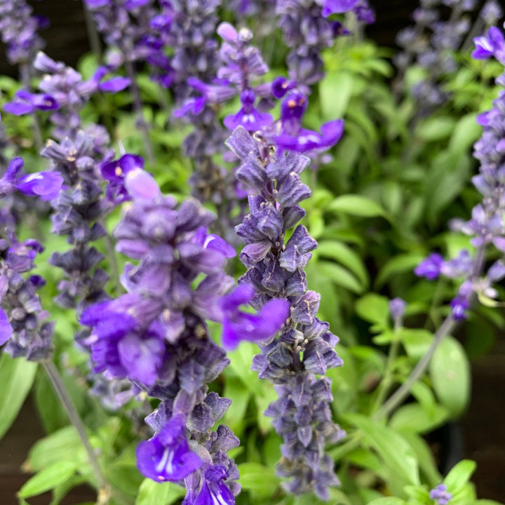 Salvia farinacea 'Deep Ocean' ~ Monrovia® Sallyfun™ Deep Ocean Salvia-ServeScape
