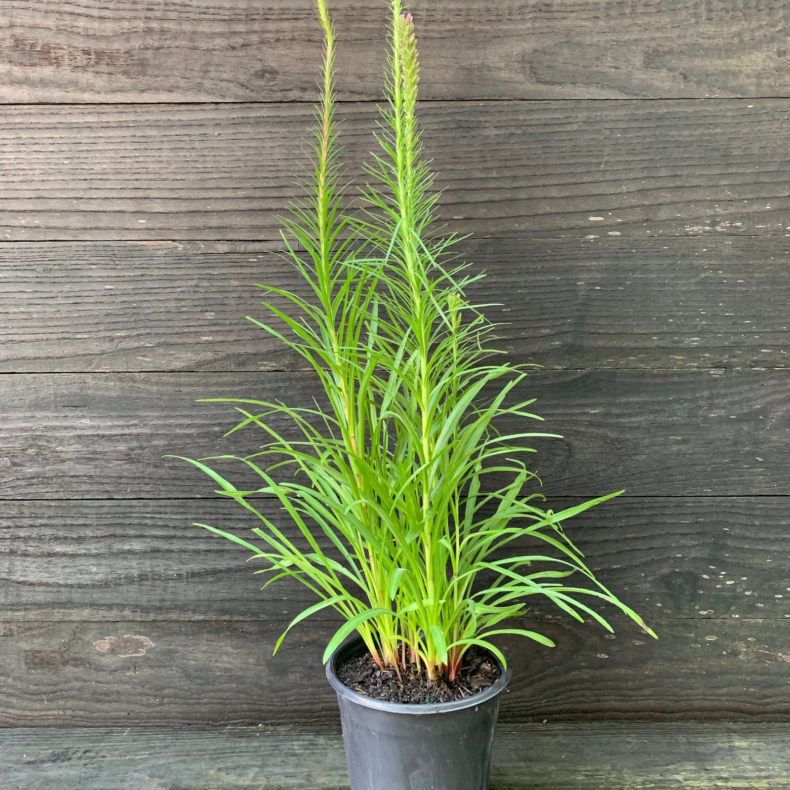Liatris spicata ~ Marsh Blazing Star, Gayfeather-ServeScape